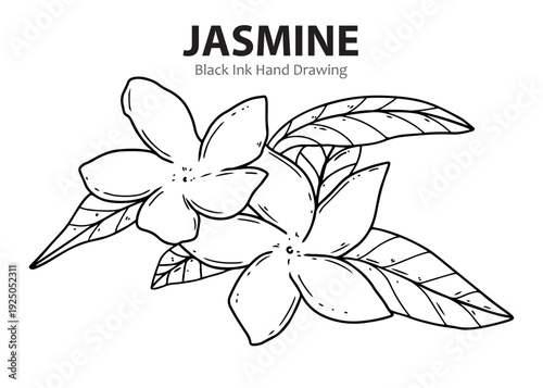A detailed black ink hand drawing of two beautiful jasmine flowers with leaves, showcasing their delicate petals and natural form.