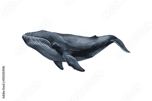 Illustration of a Humpback Whale swimming in the ocean.