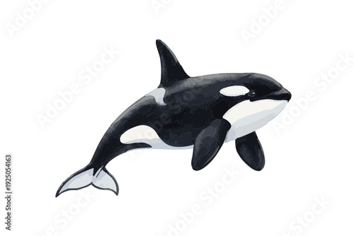 Orca Killer Whale Illustration.