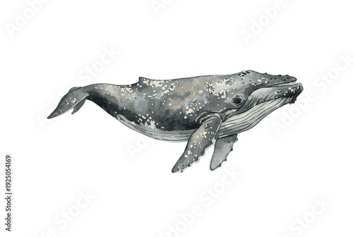 Watercolor Humpback Whale Illustration.