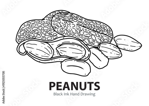 Black ink hand drawing of peanuts, showing whole pods, a cracked shell, and shelled nuts.