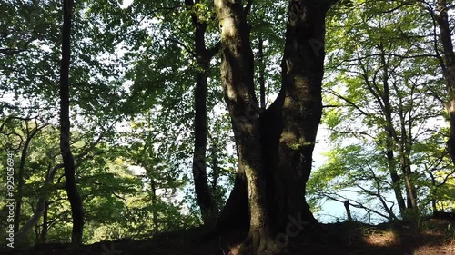A walk through a dense forest along the edge of a cliff overlooking the Baltic Sea