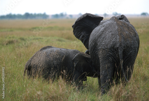 Photos A young African bush elephant, Loxodonta africana, suckling in Masai Mara National Park