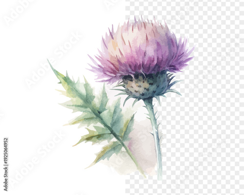 Purple Thistle Watercolor Bloom, Rustic Wild Botanical Illustration Isolated on White