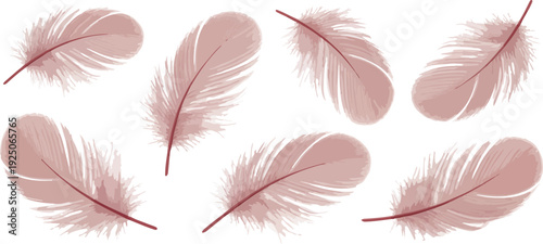 Set of colorful soft feathers isolated on white background