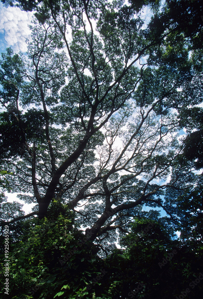 Naklejka premium Forest canopy in tropical dry forest in Santa Rosa National Park, Costa Rica. 