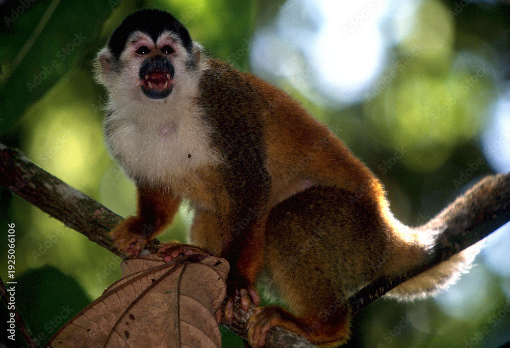 Fototapeta premium Central American squirrel monkey, Saimiri oerstedii, endangered with extinction