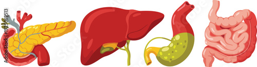 Human heart anatomy vector illustration with red color and cartoon style elements