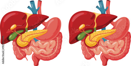 Human heart anatomy vector illustration with red color and cartoon style elements