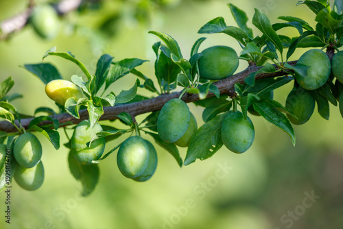 Wallpaper Mural Small green plums on a tree in spring Torontodigital.ca
