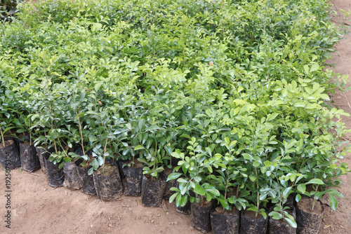 orange jasmine, Murraya paniculata, china box, cosmetic barktree, mock orange flower plant