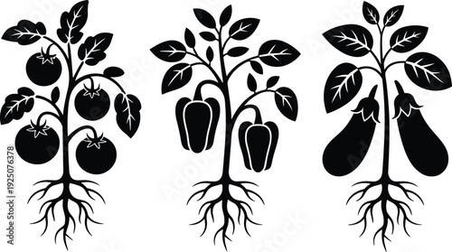 Vegetable plant silhouette set, tomato pepper and eggplant growing with roots black vector illustration isolated on white background