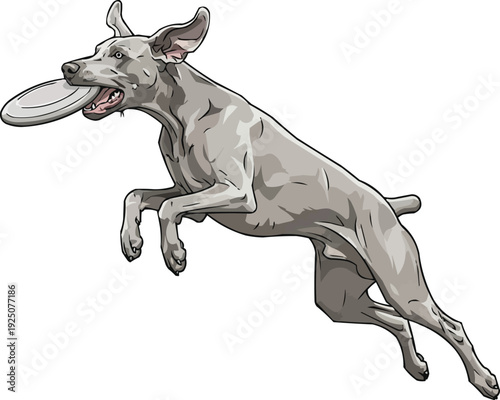 Weimaraner Dog jumping fetching frisbee disk playful illustration 