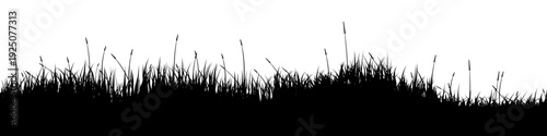 Meadow silhouette with grass, plants on plain. Panoramic summer lawn landscape with herbs, various weeds. Herbal border, frame element. Black horizontal banners. Vector illustration