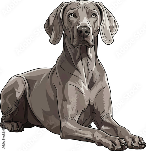 Weimaraner dog lying down relaxed resting attentive illustration
