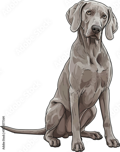 Weimaraner dog tilting head curious attentive illustration