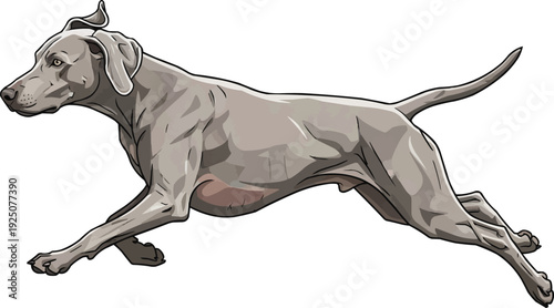 Weimaraner dog running energetic athletic movement illustration