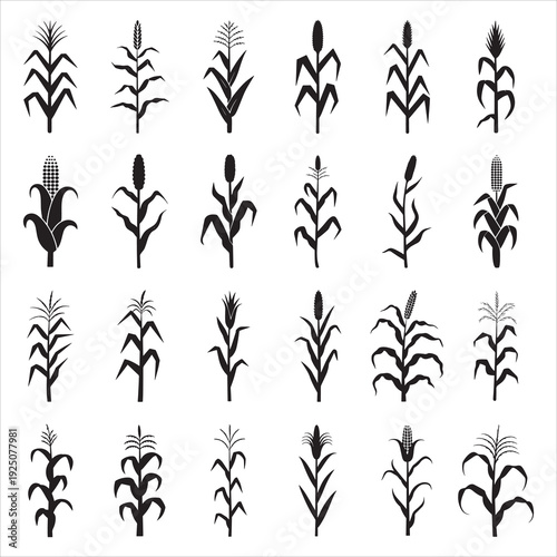 Minimalist Corn and Cereal Plant Silhouettes Vector Graphics Set