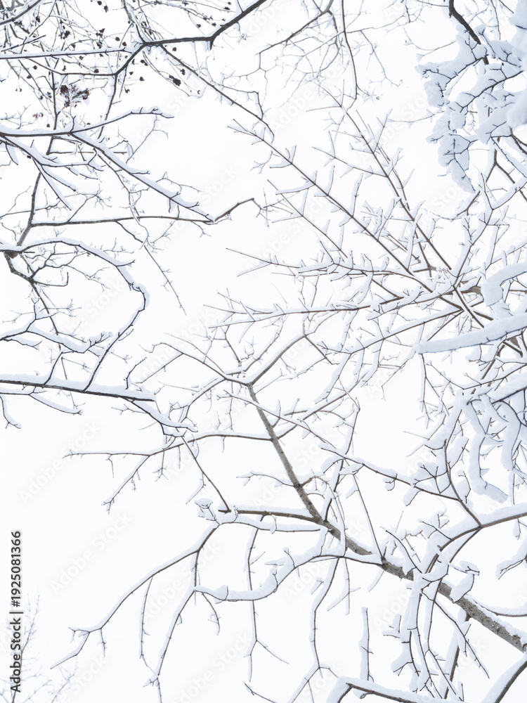 Obraz premium snow covered branches