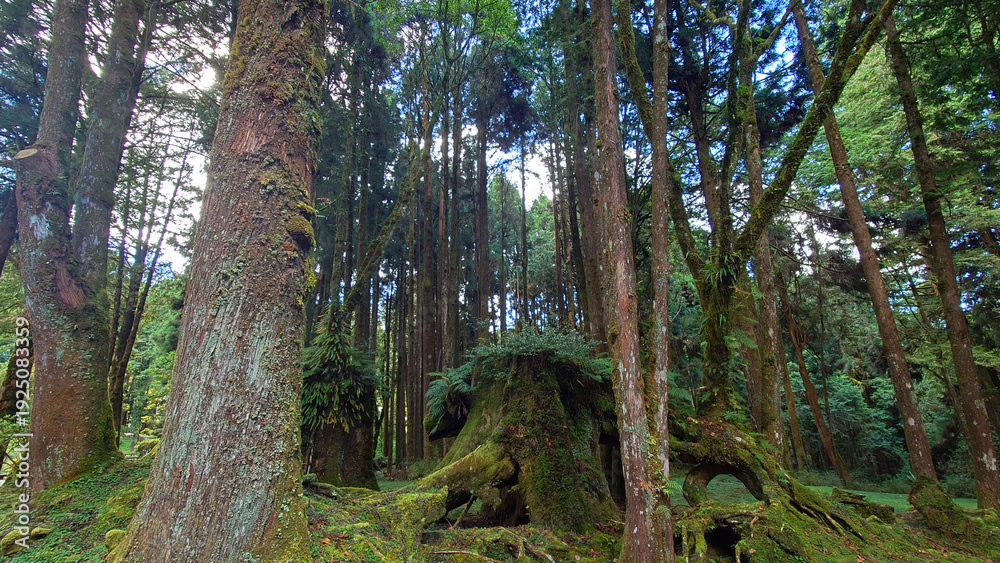 Obraz premium Pig Shaped Old Stump in Alishan National Forest Taiwan