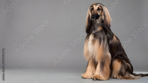 Afghan Hound Long Hair Dog Studio Portrait