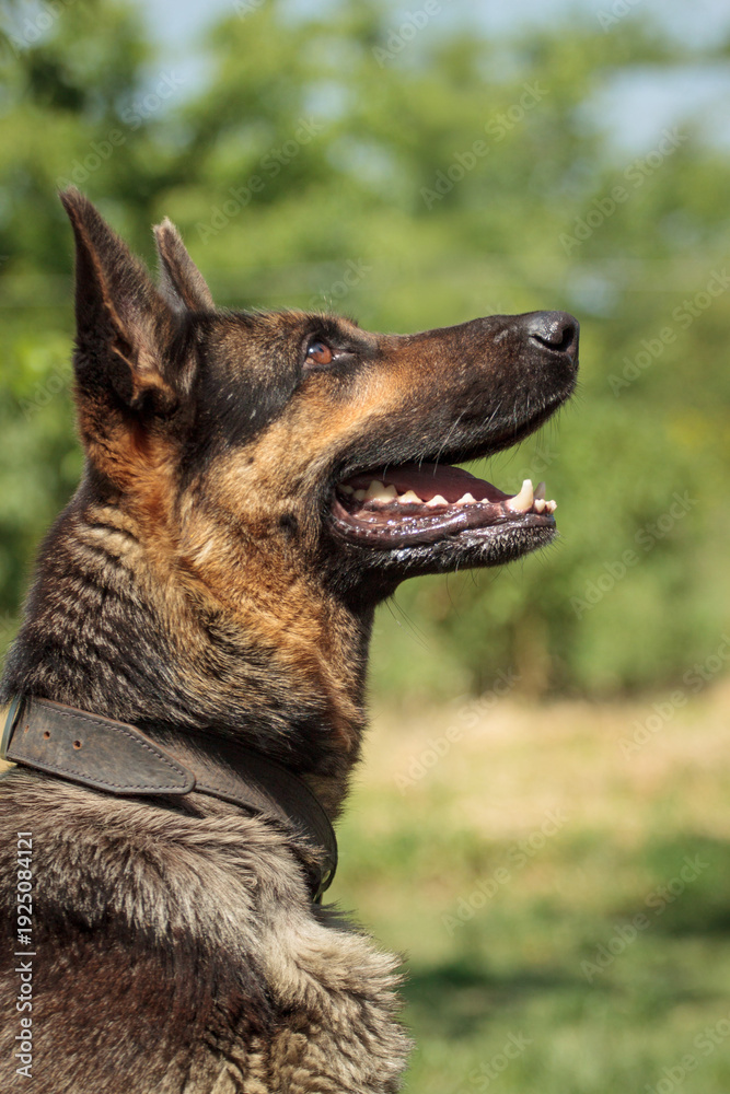 Obraz premium german shepherd dog sitting outdoors on a flowery field side profile portrait