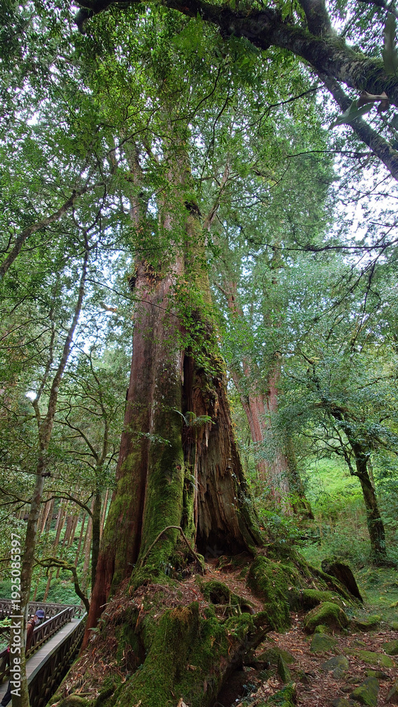 Obraz premium Towering Ancient Trees in Alishan National Forest Taiwan