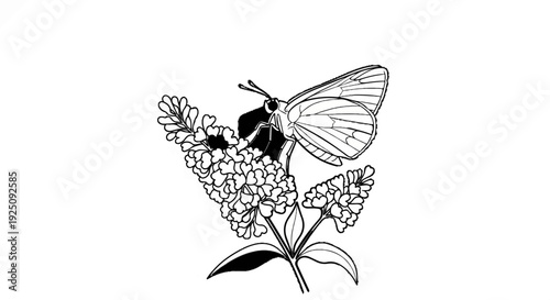 Delicate butterfly rests on a cluster of blooming flowers