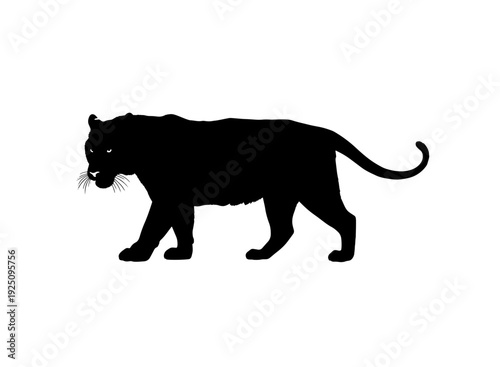 A sleek black silhouette of a panther walking gracefully on all fours. isolated on transparent background, isolated on white background, Vector