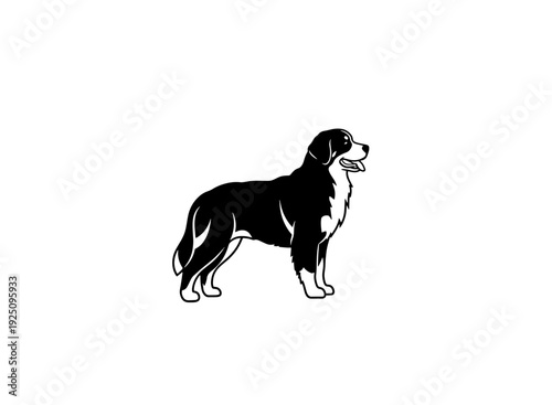 A black and white dog standing on all fours with its mouth open, looking to the right. isolated on transparent background, isolated on white background, Vector