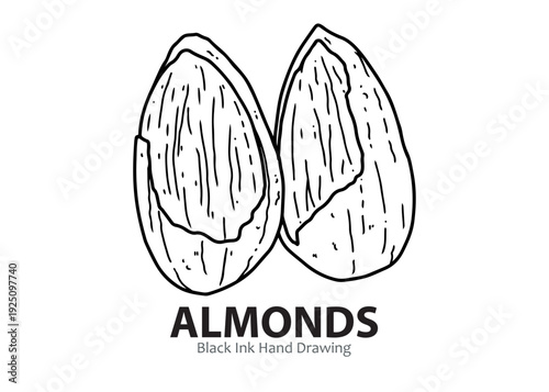 Black ink hand drawing of two almonds, showing their textured surface and characteristic shape.