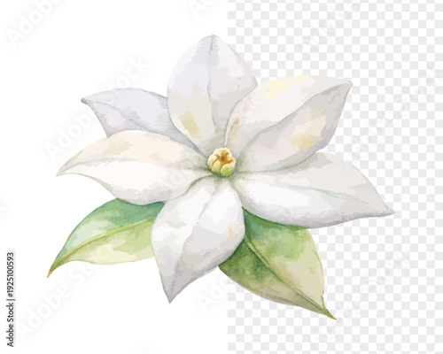 Watercolor Stephanotis Flower , White Wedding Floral Art, vector illustration isolated on white background