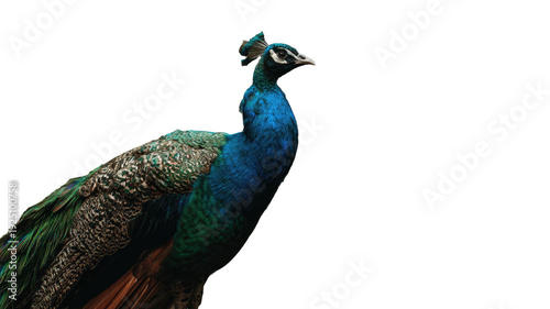 A beautiful portrait of an exotic peacock showcases its colorful blue plumage and bright green feathers in a detailed wildlife closeup