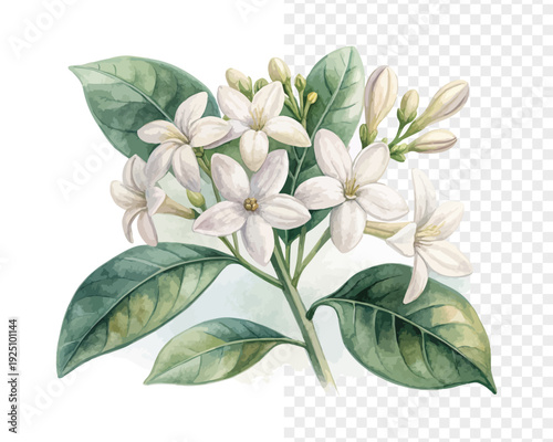 White Stephanotis Watercolor Bloom, Elegant Bridal Botanical Illustration Isolated on White