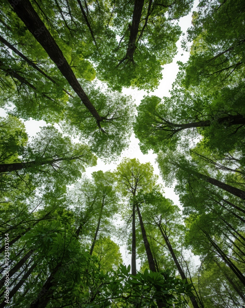 Fototapeta premium A breathtaking view of tall trees reaching up to the bright blue sky