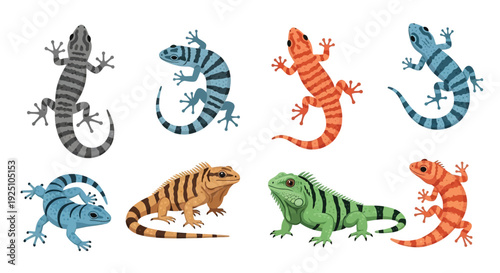 Colorful collection of lizards a diverse reptile illustration set