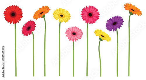 A colorful arrangement of gerbera daisies on white background