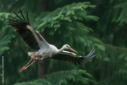 Stork in flight over forest