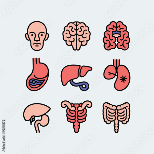 Collection Human Body Organs Illustrations Health Vector