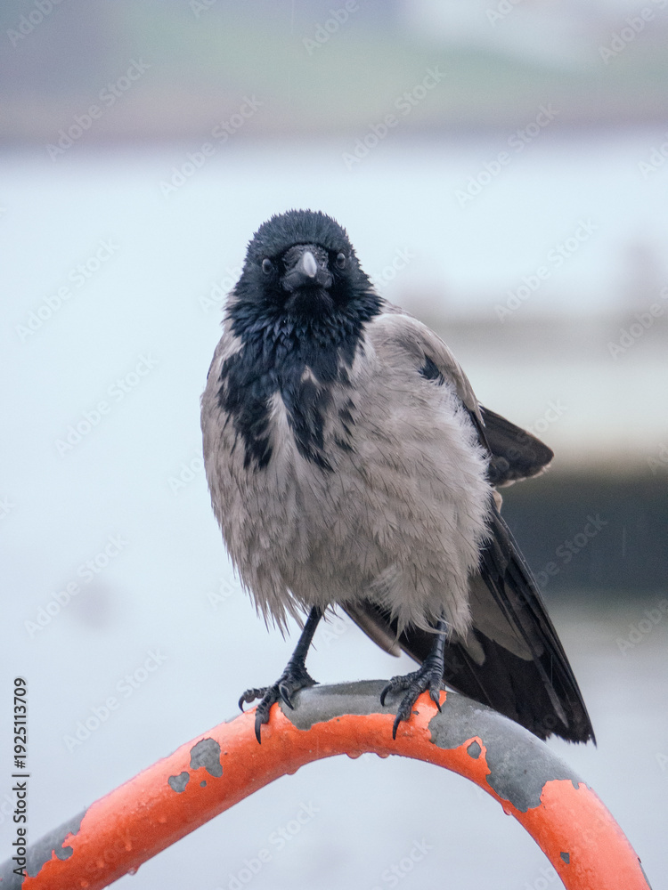 Fototapeta premium a close-up portrait of a grey crow looking straight into the frame. gray rainy weather