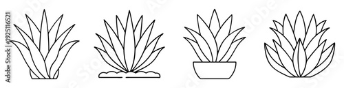A graphic illustration of different agave succulent plants isolated on white