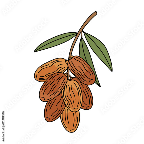 Bunch of brown date fruits on a branch Isolated transparent background ( include cut-out PNG file )