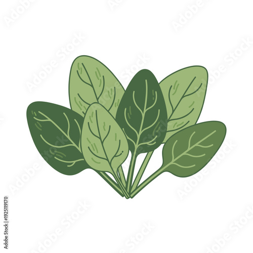 The image displays a green spinach plant with several rounded leaves on an isolated transparent background. Isolated transparent background ( include cut-out PNG file ).