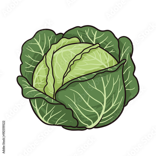 Green cabbage head illustration with thick layered leaves Isolated transparent background ( include cut-out PNG file )