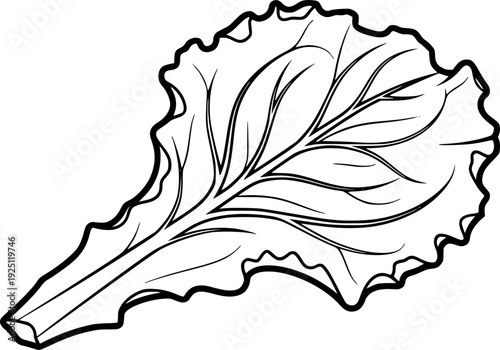 Fresh organic lettuce leaf for healthy salad cooking and vegetarian diet nourishment – Black and White Vector Illustration
