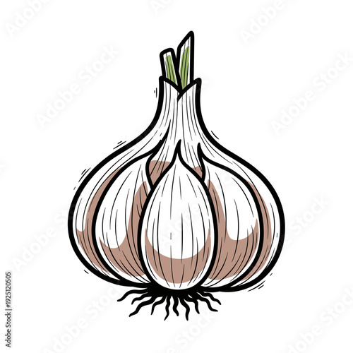 Single garlic bulb with visible cloves and roots isolated transparent background include cut-out PNG file