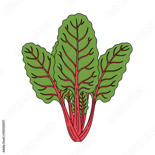 Vibrant green chard leaves with bright red stems and veins on a plain white background.Isolated transparent background ( include cut-out PNG file )