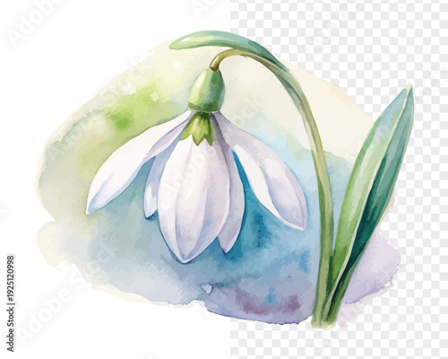 Delicate Snowdrop Watercolor Bloom, Early Spring Botanical Illustration Isolated on White