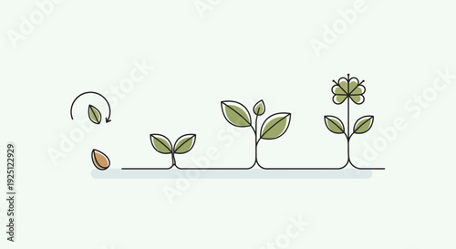 Plant growth stages from seed to flower