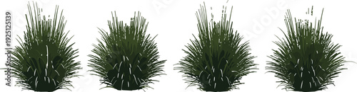 Set of four lush green grass bushes isolated on white background, botanical vector illustration for landscape design and nature themes clipart collection
